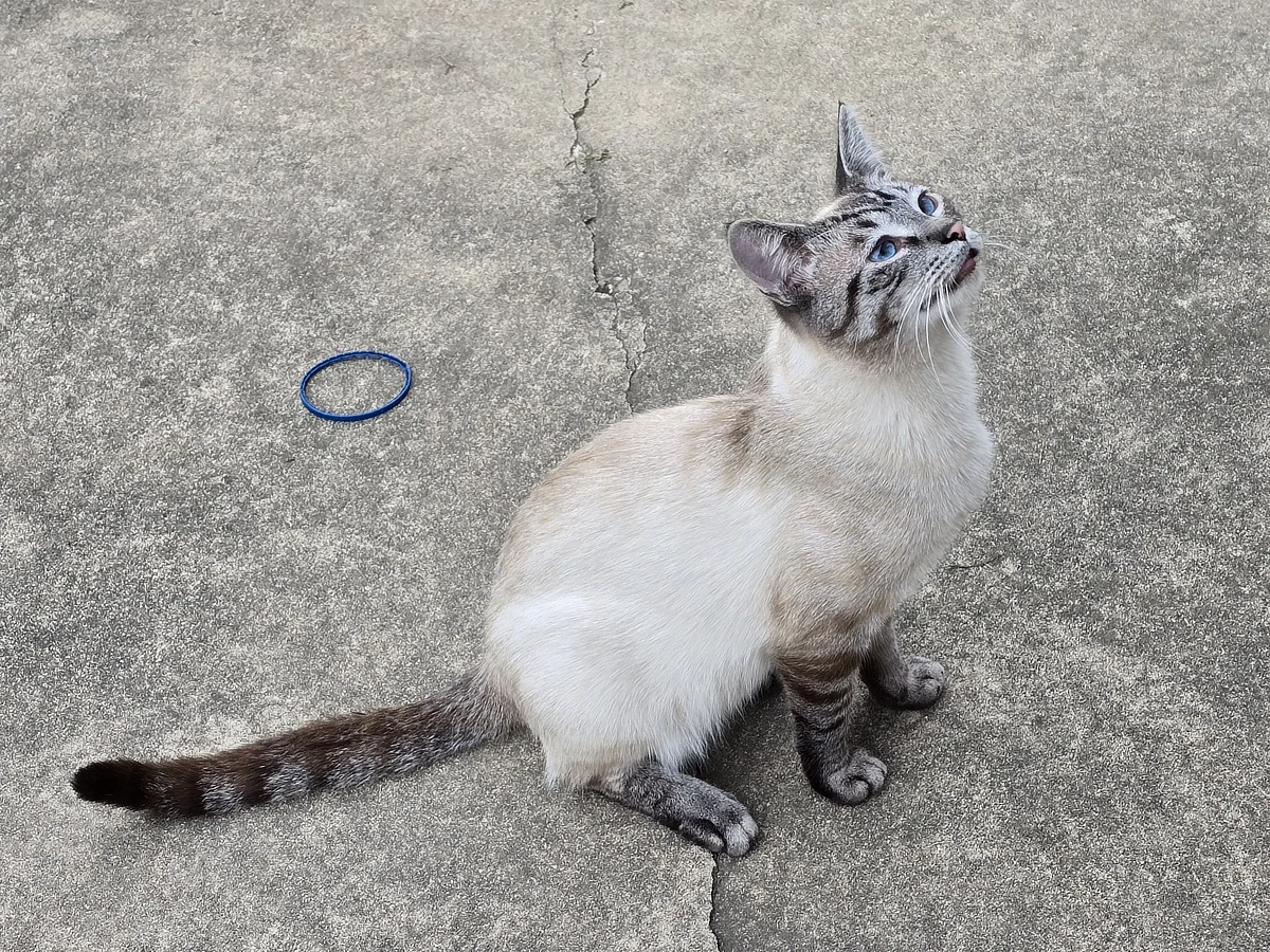 Larry, the feral cat who helped inspire Index's appearance